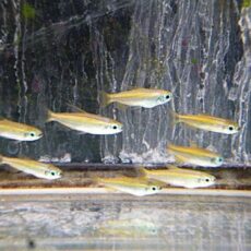 ゴールデンコンゴテトラ　２０２６年１月１３日入荷