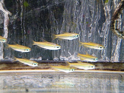 ゴールデンコンゴテトラ　２０２６年１月１３日入荷