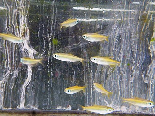 ゴールデンコンゴテトラ