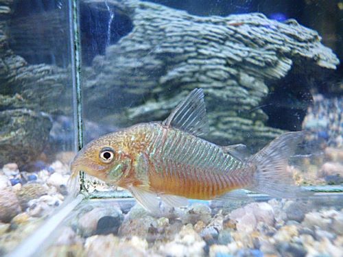 コリドラス　ゲリィ