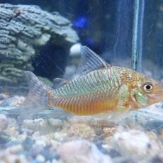 コリドラス　ゲリィ　２０２６年１月１４日入荷