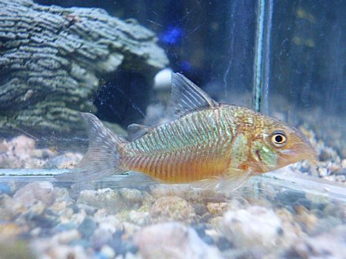 コリドラス　ゲリィ　２０２６年１月１４日入荷
