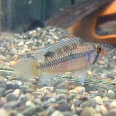 アピストノーベルティＲＩＯ　ＴＡＭＳＨＩＹＡＣＵ　ペアＲ８年１月１４日入荷