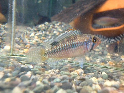 アピストノーベルティＲＩＯ　ＴＡＭＳＨＩＹＡＣＵ　ペアＲ８年１月１４日入荷