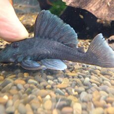 ブルーフィンパナクエ　２０２５年１２月２３日入荷