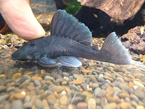 ブルーフィンパナクエ　２０２５年１２月２３日入荷