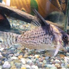 コリドラス　ショートノーズキンチャン　２０２６年１月１３日入荷