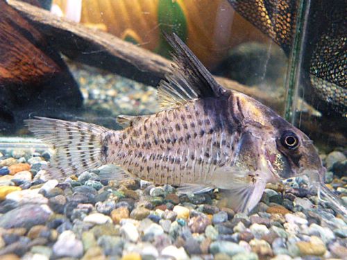 コリドラス　ショートノーズキンチャン　２０２６年１月１３日入荷