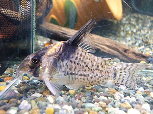 コリドラス　ショートノーズキンチャン