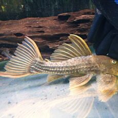 スカーレットトリムプレコ約１８ｃｍ　　２０２５年１２月７日入荷