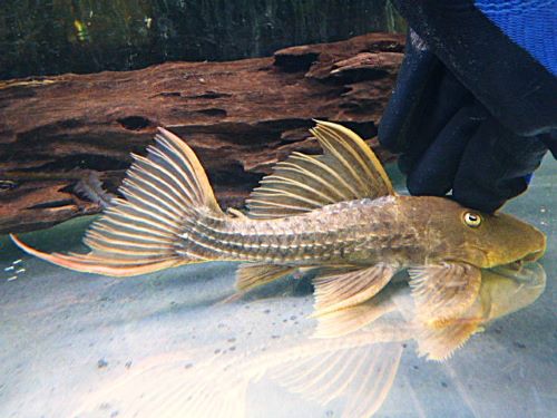 スカーレットトリムプレコ約１８ｃｍ　　２０２５年１２月７日入荷