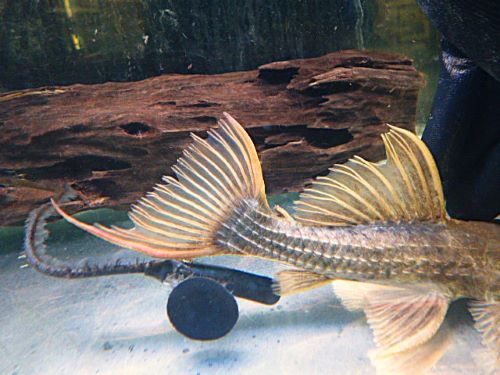 スカーレットトリムプレコ