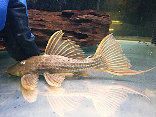 スカーレットトリムプレコ