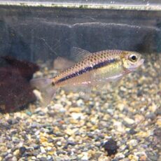 ブラックラインシャラクテトラ　２０２５年６月２４日入荷