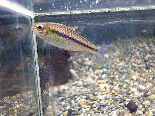 ブラックラインシャラクテトラ