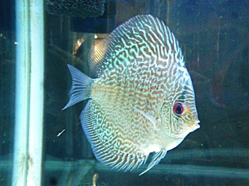 ブルースコーピオン・ディスカス