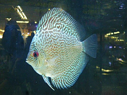 ブルースコーピオンディスカス　２０２５年１２月３０日入荷