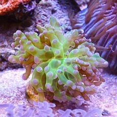 タコアシサンゴ茎メタグリーン/パープルトップ　２０２６年１月１７日撮影