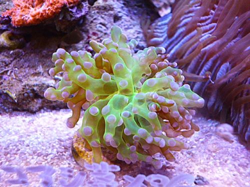 タコアシサンゴ茎メタグリーン/パープルトップ　２０２６年１月１７日撮影