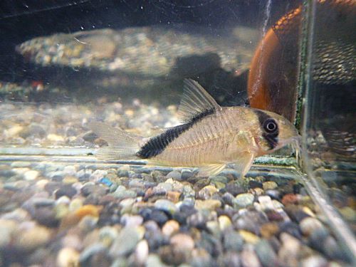 コリドラス　ショートノーズネブリナエ