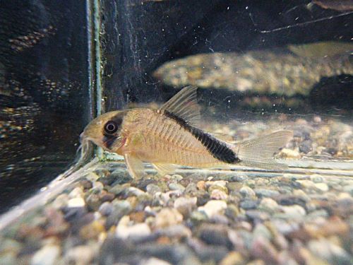 コリドラス　ショートノーズネブリナエ　２０２６年１月１４日入荷