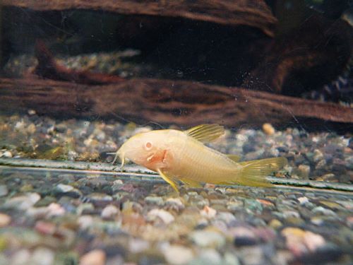 コリドラス　イルミネータスゴールド