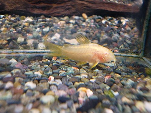 コリドラス　アルビノイルミネータスゴールド２０２５年９月３０日入荷