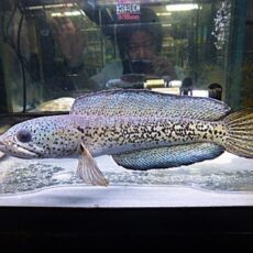 チャンナ　バルカ（アンフィビウス）　２０２５年１２月１３日入荷