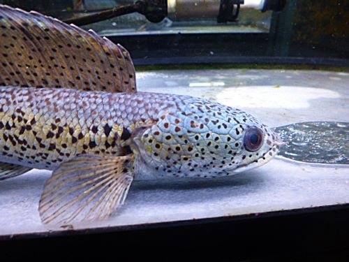 チャンナ　バルカ