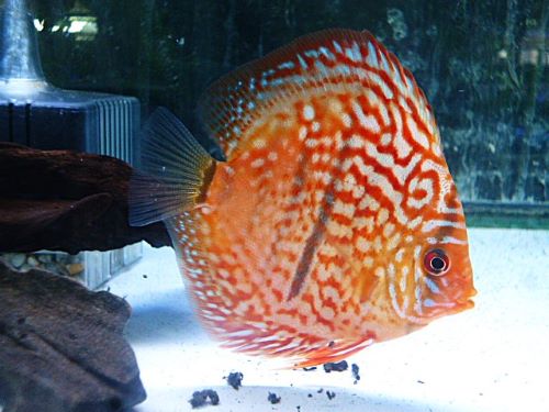 ヘッケルクロス・ディスカス