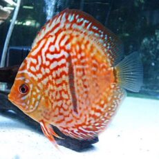 ヘッケルクロスディスカス　２０２５年１２月３０日入荷