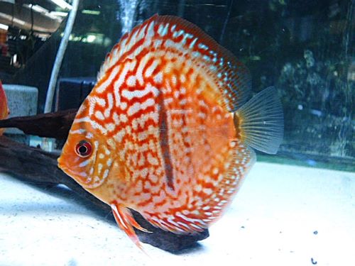 ヘッケルクロスディスカス　２０２５年１２月３０日入荷