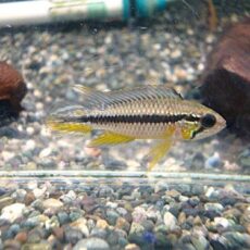 アピスト　アガシジ　クリペア　ペア　２０２６年１月１６日入荷