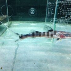 ゼブラキャット　２０２６年１月８日入荷