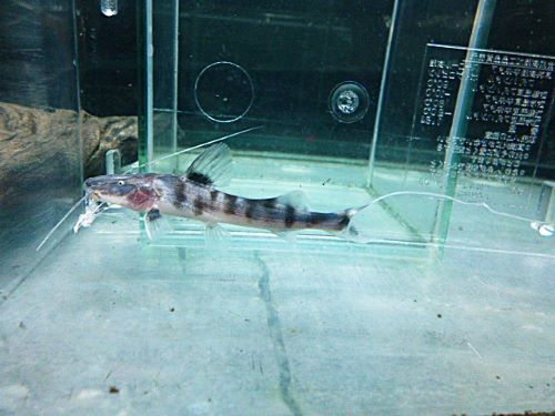 ゼブラキャット