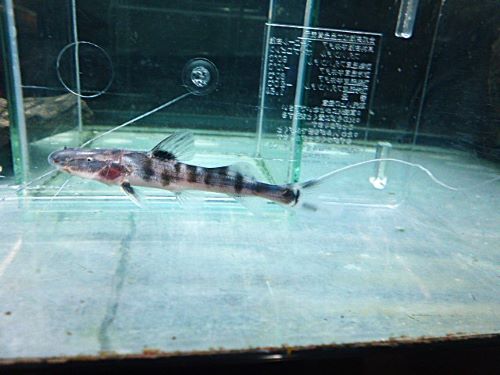 ゼブラキャット