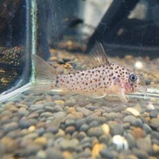 コリドラス　ヨッシャー　２０２６年１月１３日入荷