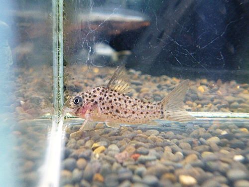 コリドラス　ヨッシャー