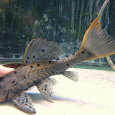 オレンジフィンアーマードプレコ②　２０２５年１２月１１日入荷