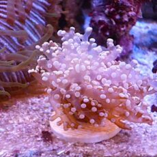 タコアシサンゴ　メタリックオレンジ　２０２６年１月１９日撮影
