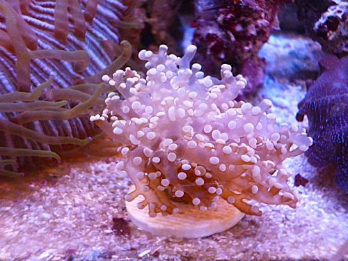 タコアシサンゴ　メタリックオレンジ　２０２６年１月１９日撮影