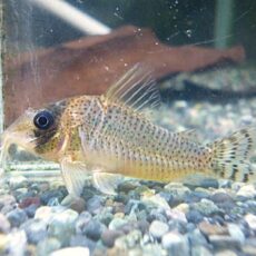 コリドラスＳｐ．アルア　２０２６年１月１６日入荷