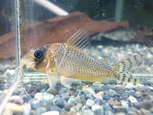 コリドラスＳｐ．アルア　２０２６年１月１６日入荷