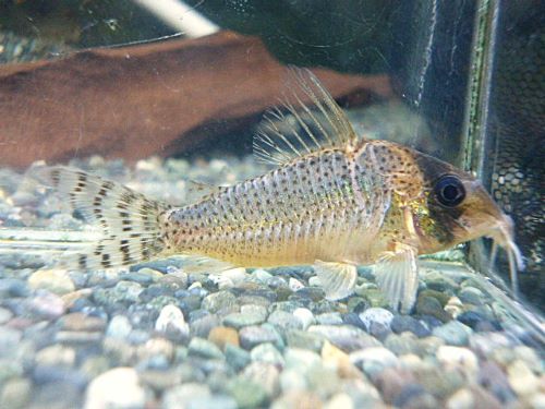 コリドラスＳｐ．アルア