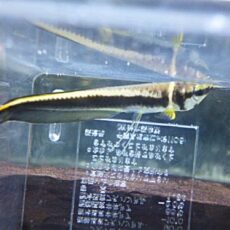 ブラックアロワナ　２０２６年１月１７日入荷