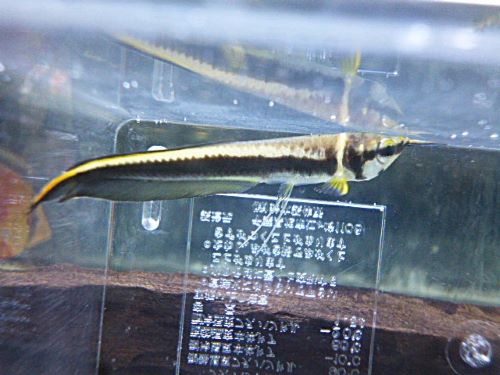 ブラックアロワナ　２０２６年１月１７日入荷