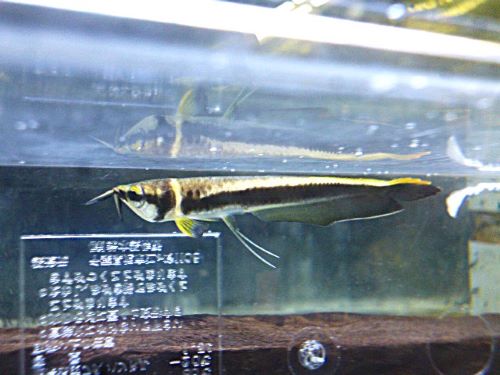 ブラックアロワナ