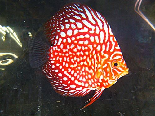 ポルカドットラフレシア・ディスカス