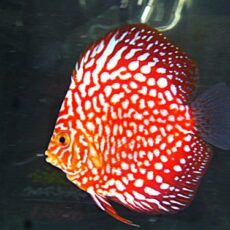 ポルカドットラフレシアディスカス⑤　２０２５年１２月２３日入荷