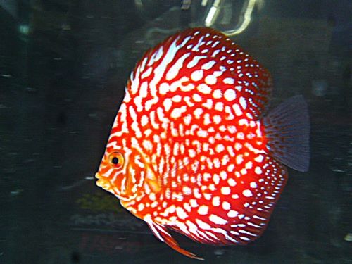 ポルカドットラフレシアディスカス⑤　２０２５年１２月２３日入荷